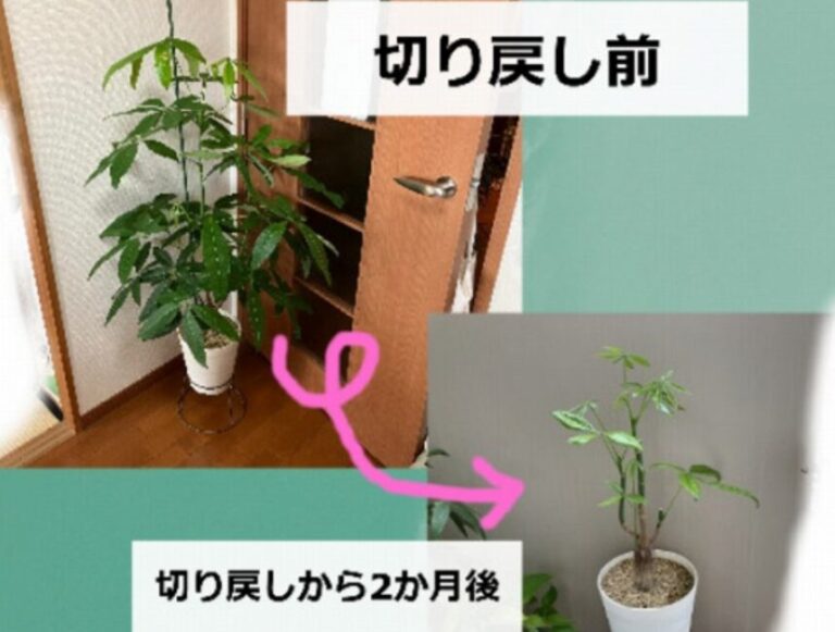 パキラの枝が曲がる?葉の重みで葉柄が下がるときの原因と対処法 | パキラの育て方が知りたいならパキラ研究所