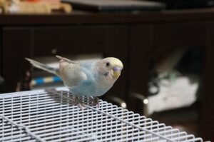 白と水色の羽を持つ可愛いセキセイインコ