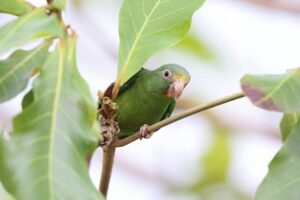 木の枝にとまった緑色のインコ