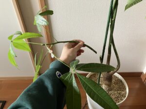 パキラの切り戻し剪定