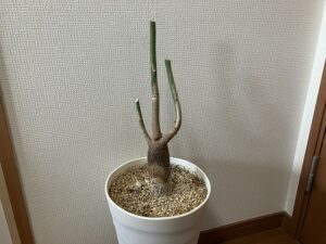 幹だけになったパキラ