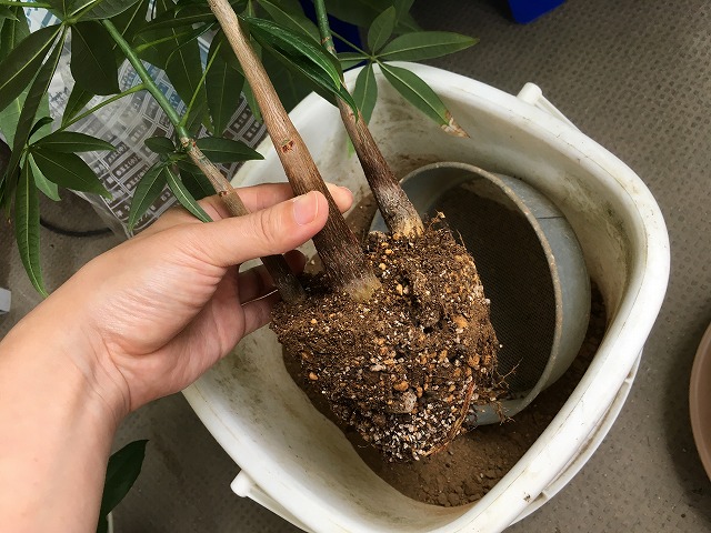 植え替え中のパキラ