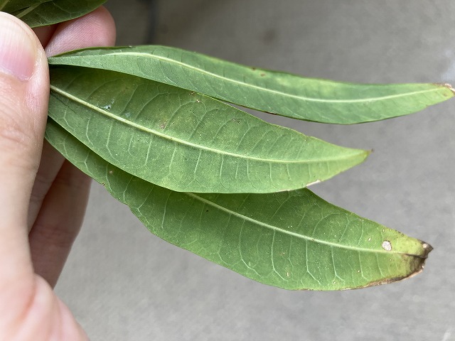 葉先が茶色く枯れたパキラ