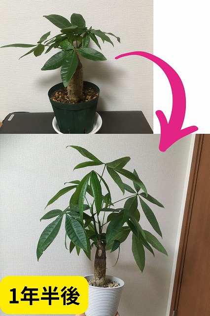 スリーコインズの観葉植物「パキラ」を大きくする方法【300円】 - パキラ研究所