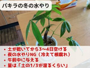 冬のパキラの水やり頻度