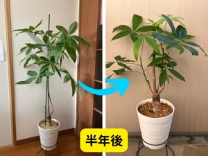 パキラの枝を増やした事例
