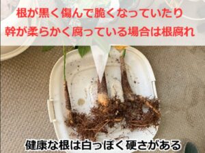 パキラの根腐れチェック