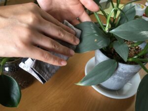 観葉植物の手入れをする管理人「めめ」