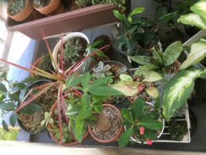 植物で足の踏み場を失ったベランダ