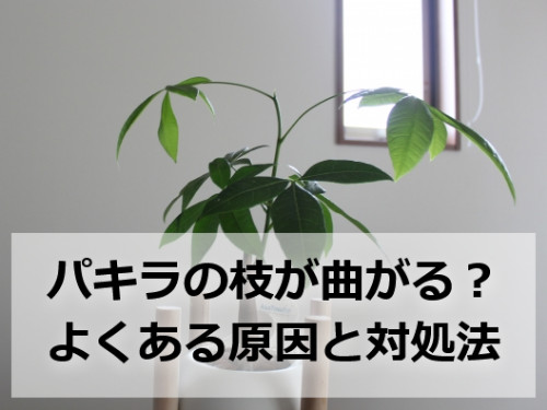 枝が下向きに曲がったパキラ