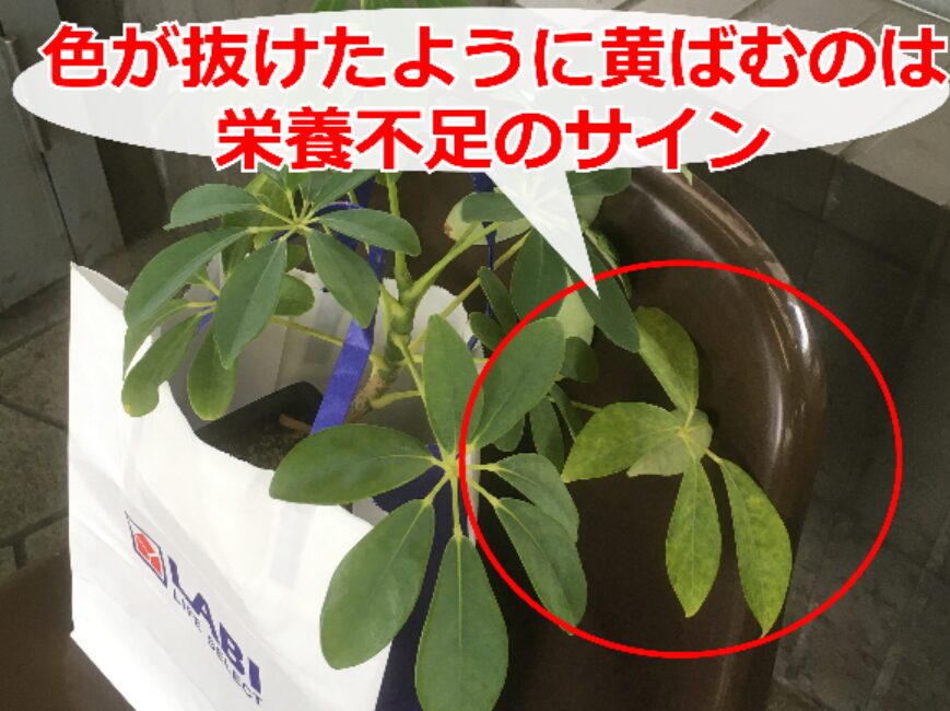 葉が黄ばんだ観葉植物