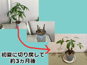 パキラの芯止め経過