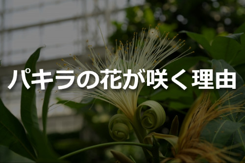 パキラの花