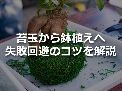 苔玉