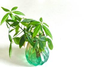 ジェルボールに植えたパキラ