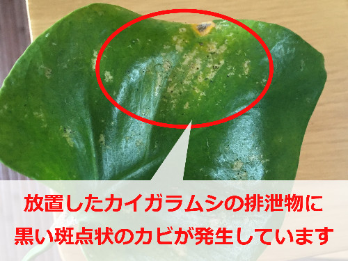 黒い斑点が現れた観葉植物の葉っぱ