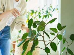 観葉植物に水で薄めた矮化剤を噴霧