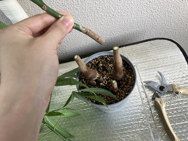 パキラが天井につく?枝が伸びすぎる理由と整え方、危険性を解説 | パキラの育て方が知りたいならパキラ研究所