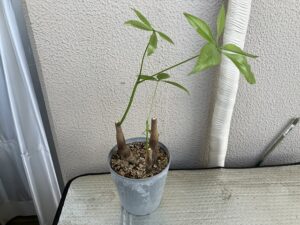 芯止めから1か月程経ったパキラ