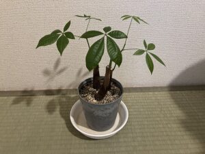 胴切りから3か月後のパキラ