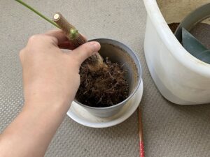 パキラの植え付け