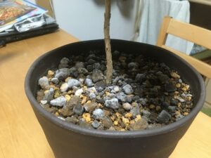 観葉植物の土に発生したカビ