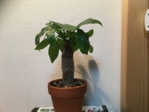 素焼き鉢に植えたパキラ