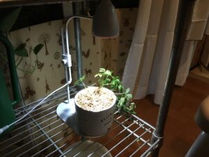 植物育成ライトを当てた観葉植物