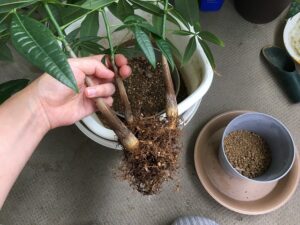 パキラの根っこ