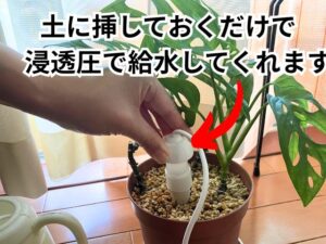 水やり当番