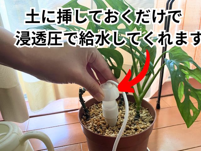 水やり当番