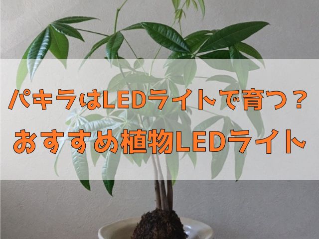 パキラの苔玉